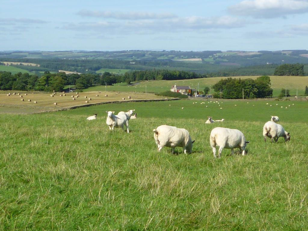 לינה וארוחת בוקר הקסהאם Rye Hill Farm מראה חיצוני תמונה